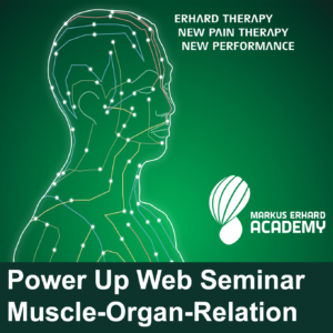 Power Up - Muscle-Organ-Meridian-Relation